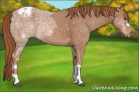 Horse Color:Chestnut Ice Appaloosa 