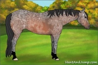 Horse Color:Bay Ice 