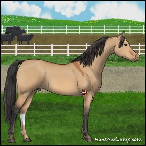 Horse Color:Bay Dun