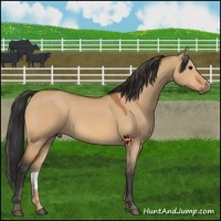 Horse Color:Bay Dun