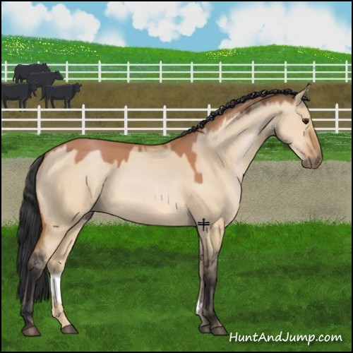 Horse Color:Bay Dun 