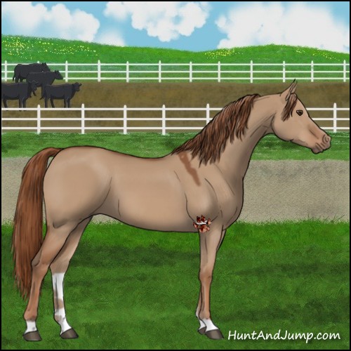 Horse Color:Red Dun 