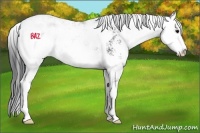 Horse Color:Black Sabino 