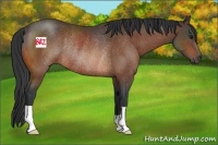 Horse Color:Bay Rabicano 