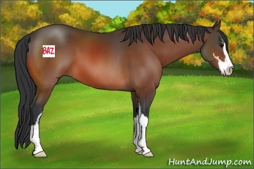 Horse Color:Bay Sabino 