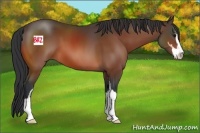 Horse Color:Bay Sabino 