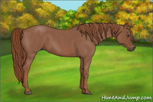 Horse Color:Red Roan 