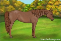 Horse Color:Red Roan 