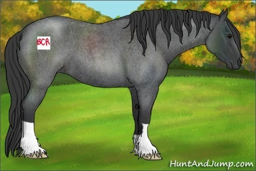 Horse Color:Blue Roan 