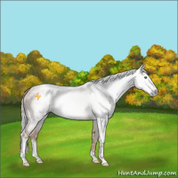 Horse Color:Gray Gold Champagne Mushroom Sabino 