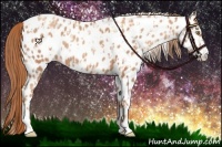 Horse Color:Gold Champagne Appaloosa and Gold Champagne Appaloosa