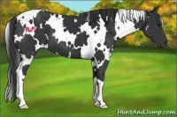 Horse Color:White Spotted Black 