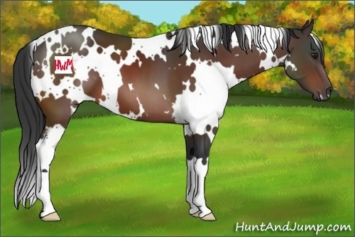 Horse Color:White Spotted Brown