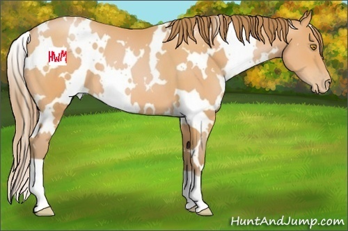 Horse Color:White Spotted Bay Pearl 
