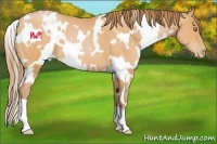 Horse Color:White Spotted Bay Pearl 