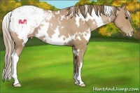 Horse Color:White Spotted Black Pearl Appaloosa 