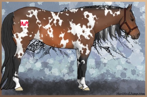 Horse Color:White Spotted Bay 