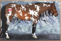 Horse Color:White Spotted Bay 