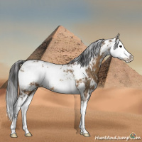Horse Color:Buckskin Dun Sabino Rabicano