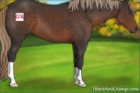 Horse Color:Liver Chestnut 