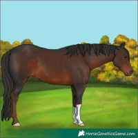 Horse Color:Liver Chestnut 
