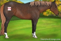 Horse Color:Liver Chestnut 