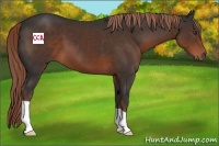 Horse Color:Liver Chestnut 