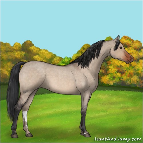 Horse Color:Bay Roan Dun Sabino 
