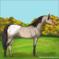 Horse Color:Buckskin Roan Dun Appaloosa