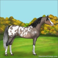 Horse Color:Brown Roan Dun Splash Appaloosa 