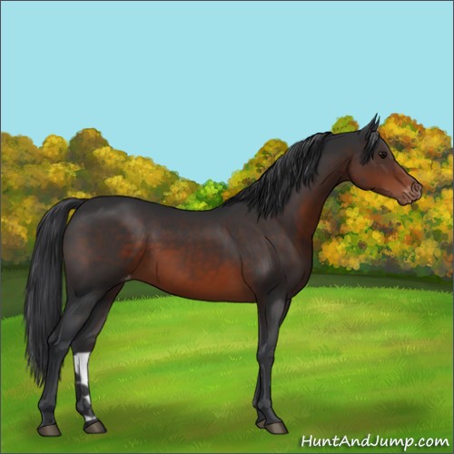 Horse Color:Brown Appaloosa