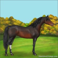 Horse Color:Brown Appaloosa 