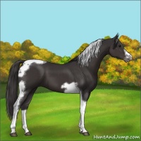 Horse Color:Smoky Black Tobiano Frame 
