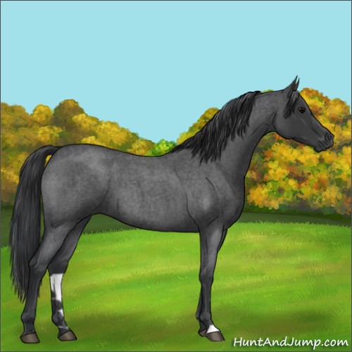 Horse Color:Blue Roan
