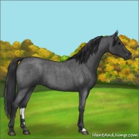 Horse Color:Blue Roan 