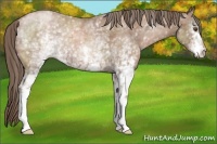 Horse Color:Unknown 