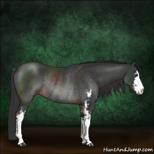 Horse Color:Liver Chestnut Sabino Rabicano 