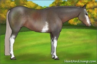 Horse Color:White Spotted Silver Black