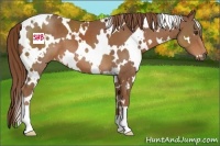 Horse Color:White Spotted Chestnut
