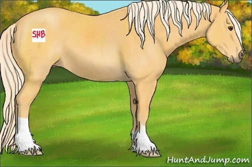 Horse Color:Palomino