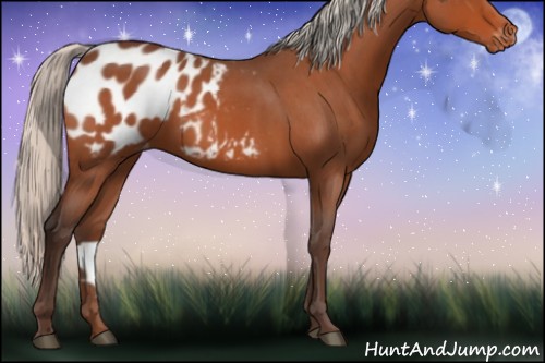 Horse Color:Silver Bay Roan Appaloosa Rabicano 