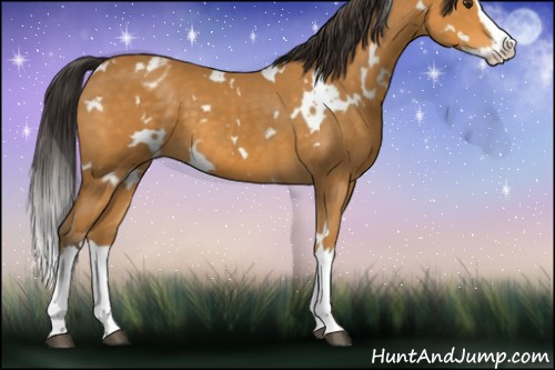 Horse Color:White Spotted Buckskin Splash Appaloosa 
