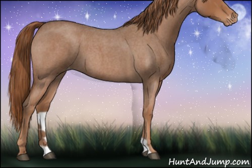 Horse Color:Red Roan Appaloosa 