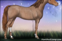 Horse Color:Red Roan Appaloosa 