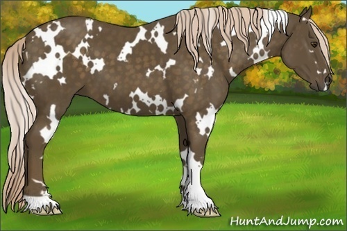 Horse Color:White Spotted Chocolate Palomino 
