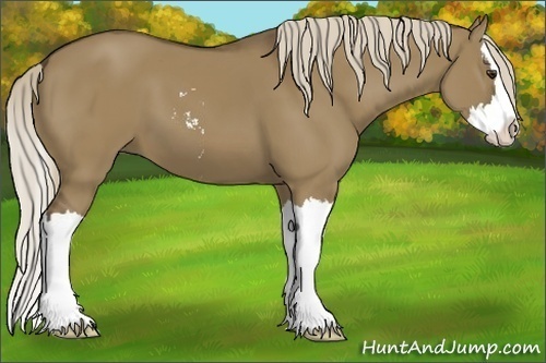 Horse Color:Chocolate Palomino Dun Sabino Splash