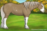 Horse Color:Chocolate Palomino Dun Sabino Splash