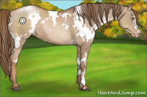 Horse Color:White Spotted Liver Chestnut Pearl Appaloosa 