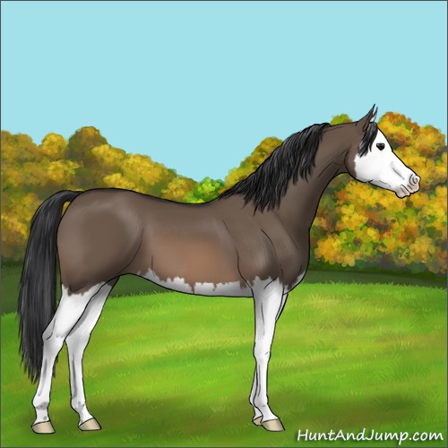 Horse Color:Brown Dun Splash 