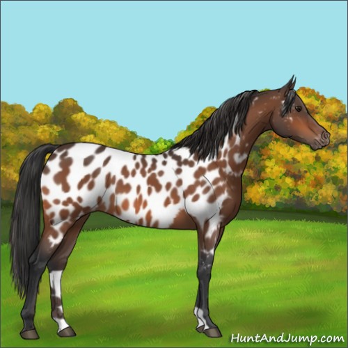 Horse Color:Bay Appaloosa